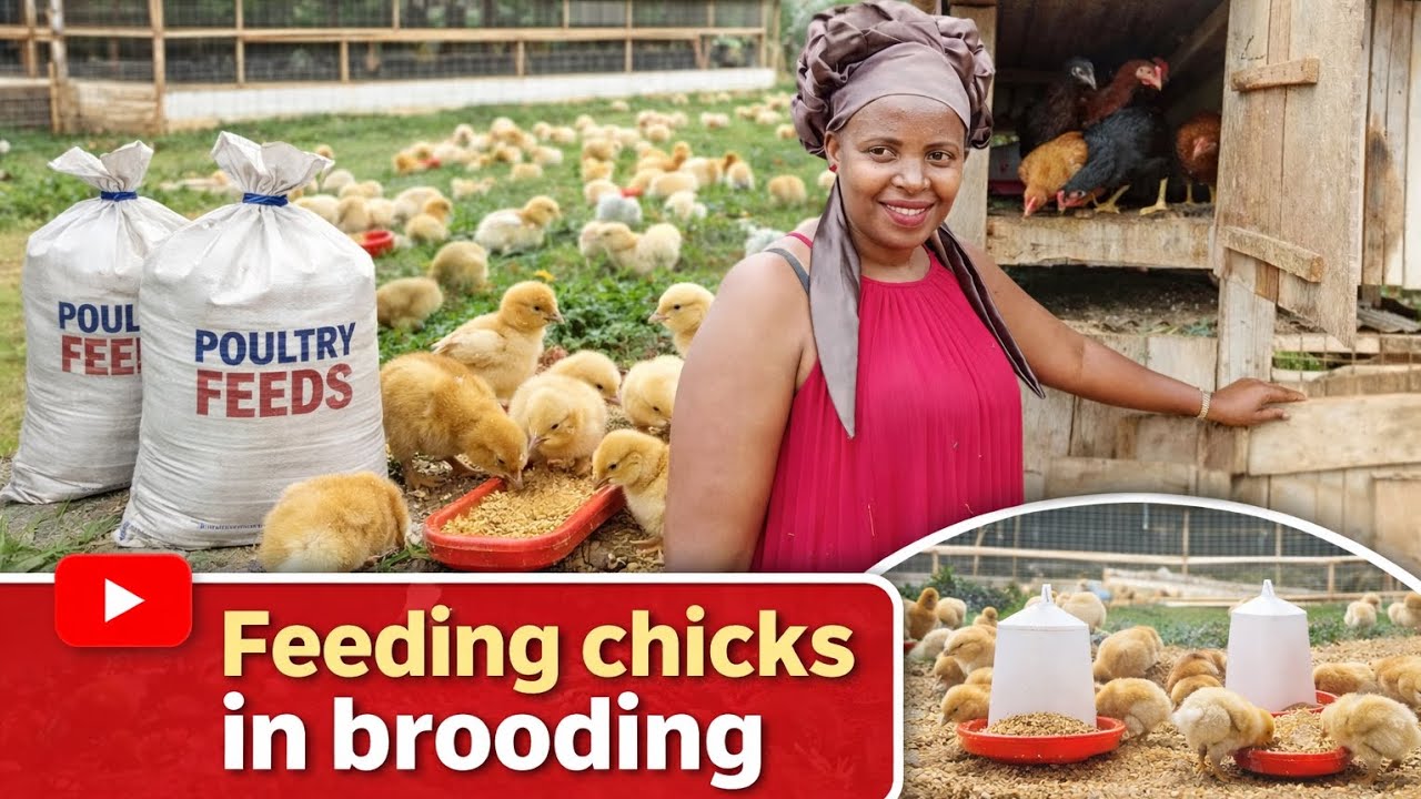 EMERE YO'BUKOKO OBUTTO NGA BUKYAALI MU BROODING @BiyinzikaAgro 
