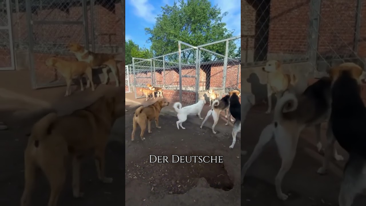 Der wahre Alpha &ndash; Ein stiller K&ouml;nig unter Hunden #alpha #hund #shorts