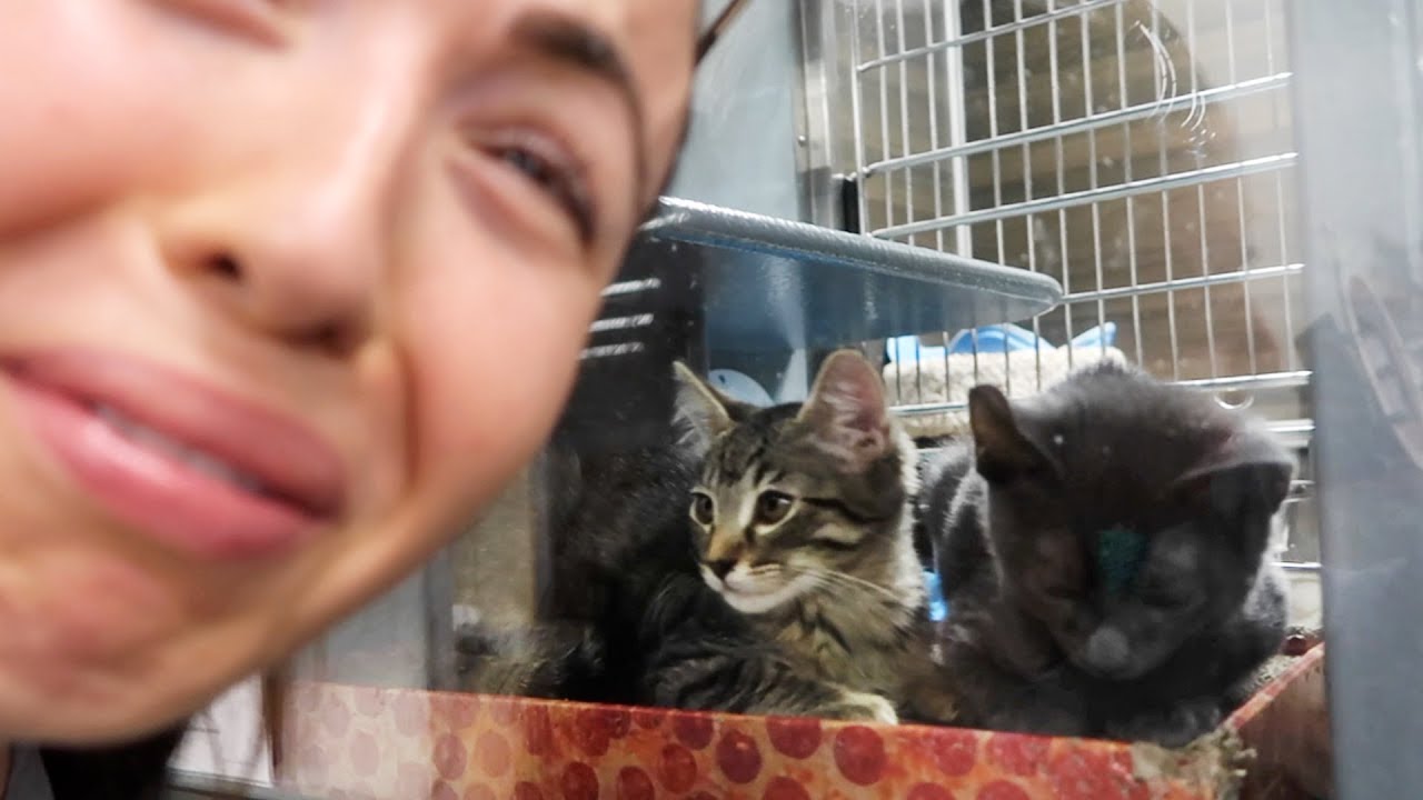 GETTING A KITTEN!?