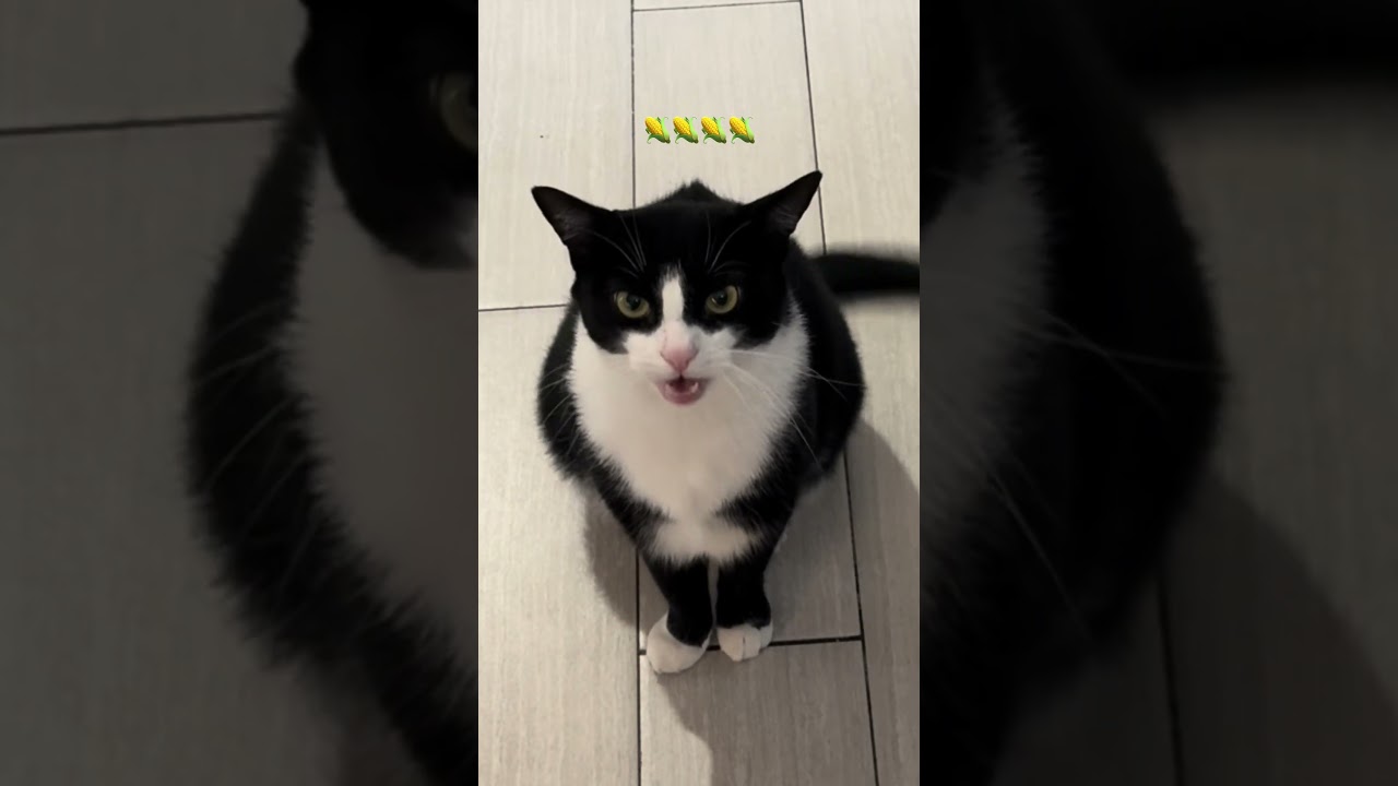 This is literally every. single. day. 🐈&zwj;⬛🌽 #animals #tuxedocat