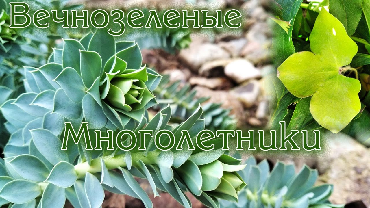 Вечнозеленые многолетники для сада / Evergreen perennials for the garden.