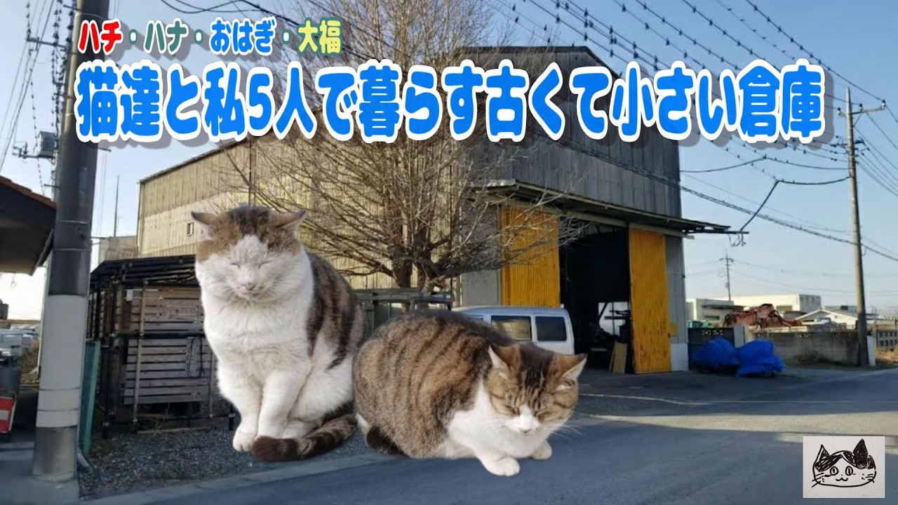 【野良猫】工業団地で孤独に暮らす老猫ハチ♡ハチ・ハナ・おはぎ・大福、猫達を私5人で暮らす古くて小さい倉庫