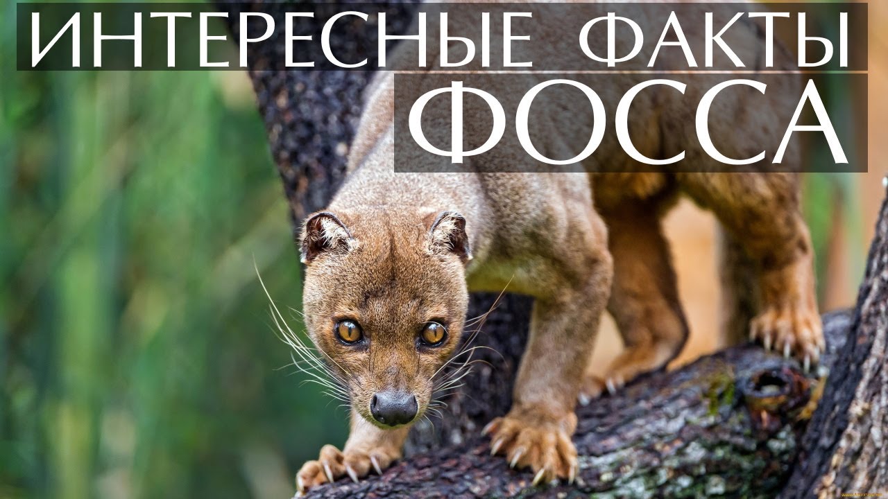 Фосса - интересные факты