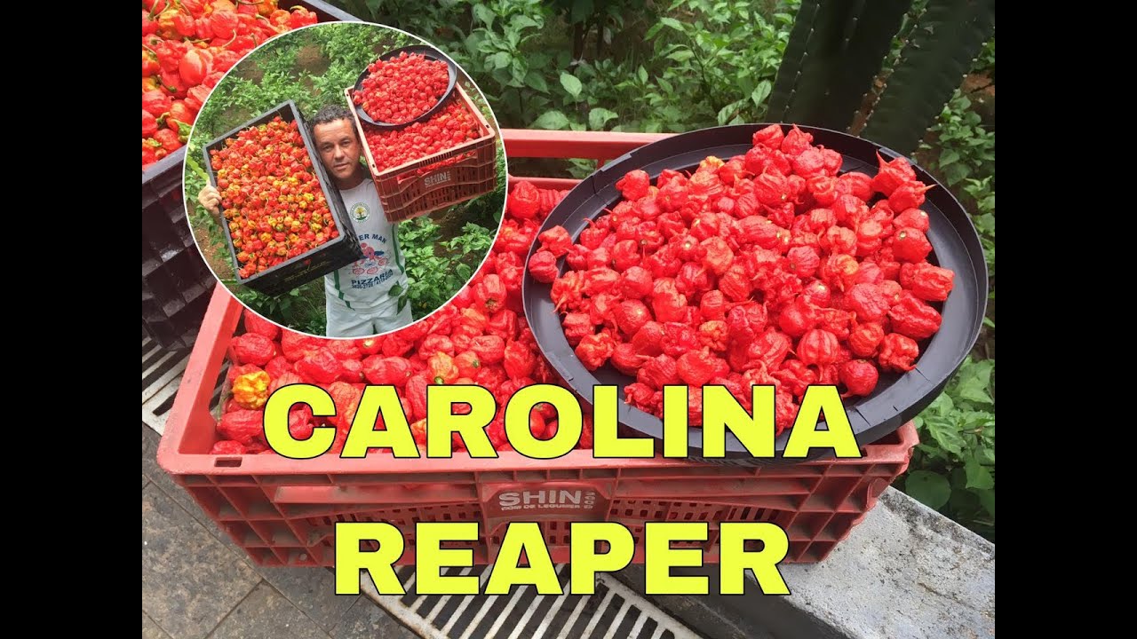 COMO PLANTAR PIMENTA CAROLINA REAPER [AULA TEÓRICA]