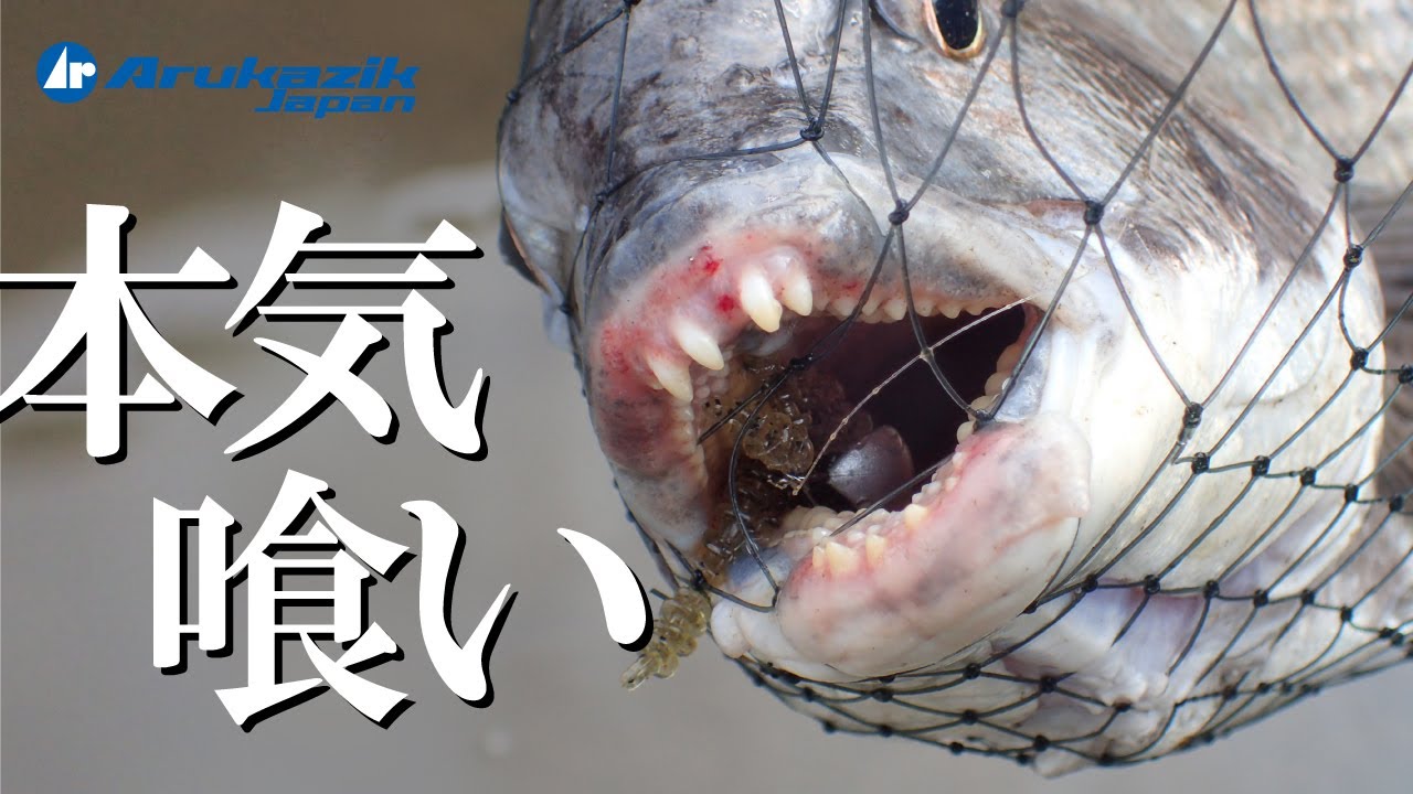 【チニング】夏のボトムズル引きチヌ・キビレが楽しい！～ライトタックルで狙うチヌ3in宮崎県河川～【Chining】