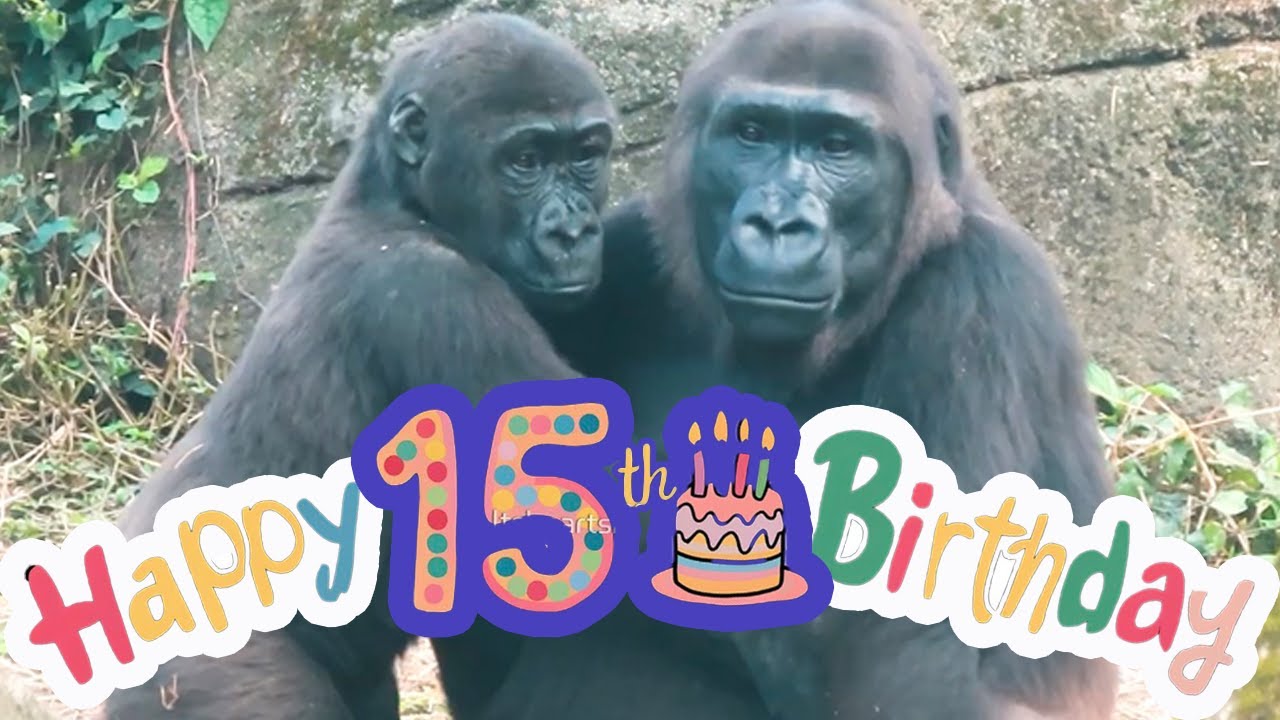 🎂🎁金剛猩猩Iriki十五歲生日快樂🦍💕Happy 15th Birthday to gorilla Iriki#金剛猩猩 #gorilla #taipeizoo