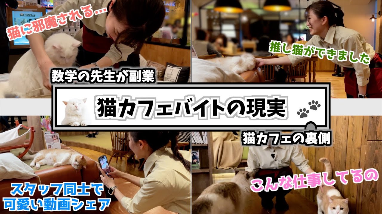 猫カフェバイトの裏側。数学の先生、副業で猫カフェ店員始めました。