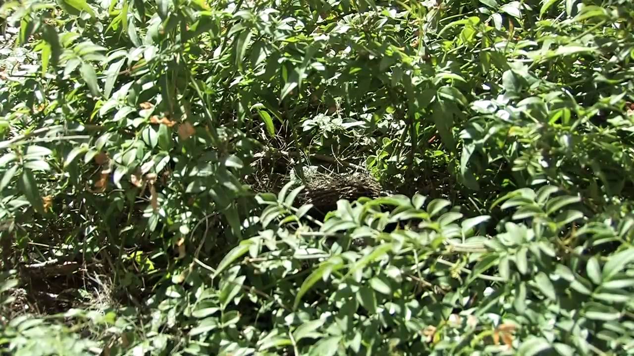 I Merli - costruzione del nido - deposizione uova - cova - nascita dei piccoli.