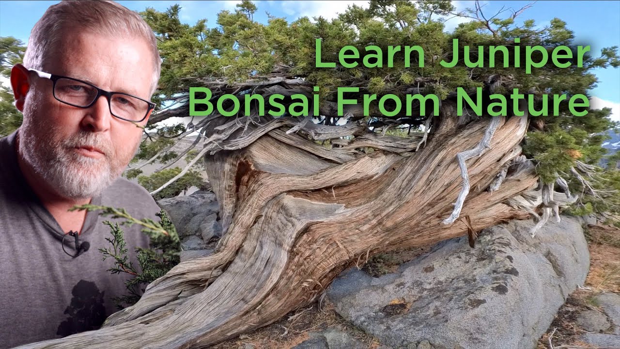 Bonsaify | Bonsai Inspiration: Take a Walk Among the Wild Junipers