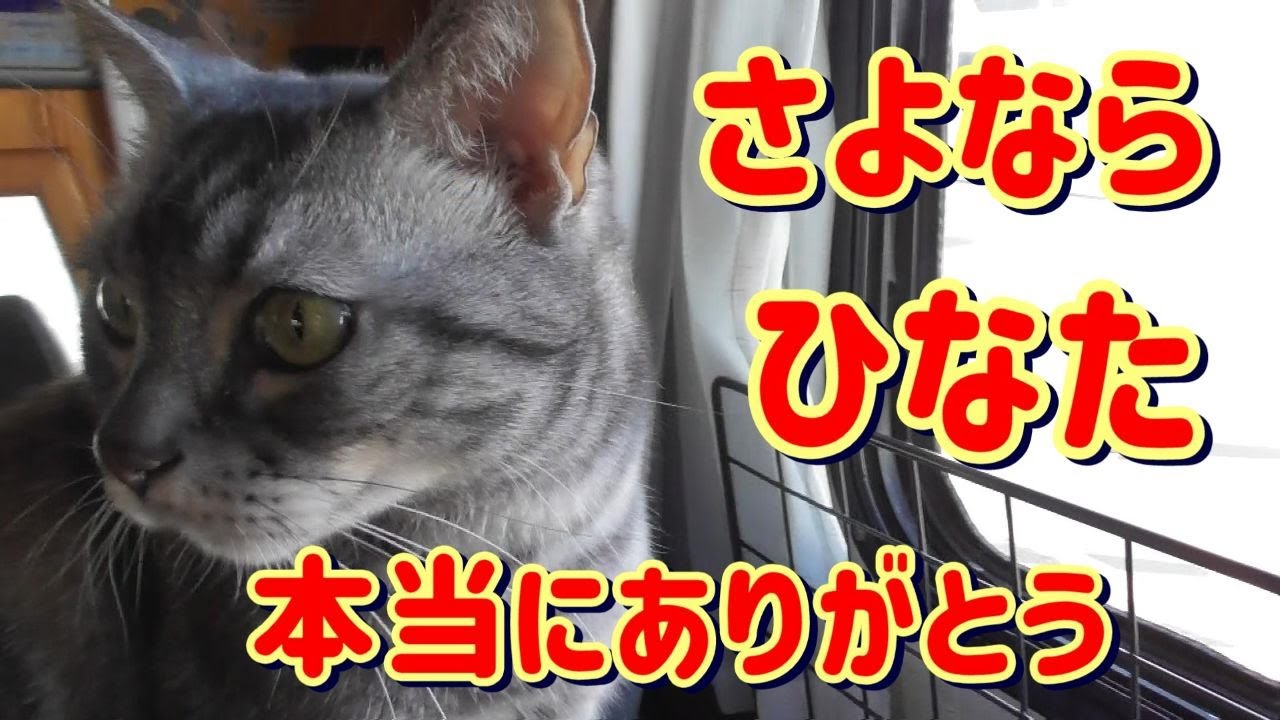 ひなたありがとう。ひなたが妻のいる天国に旅立ちました。皆さん今までありがとうございました。