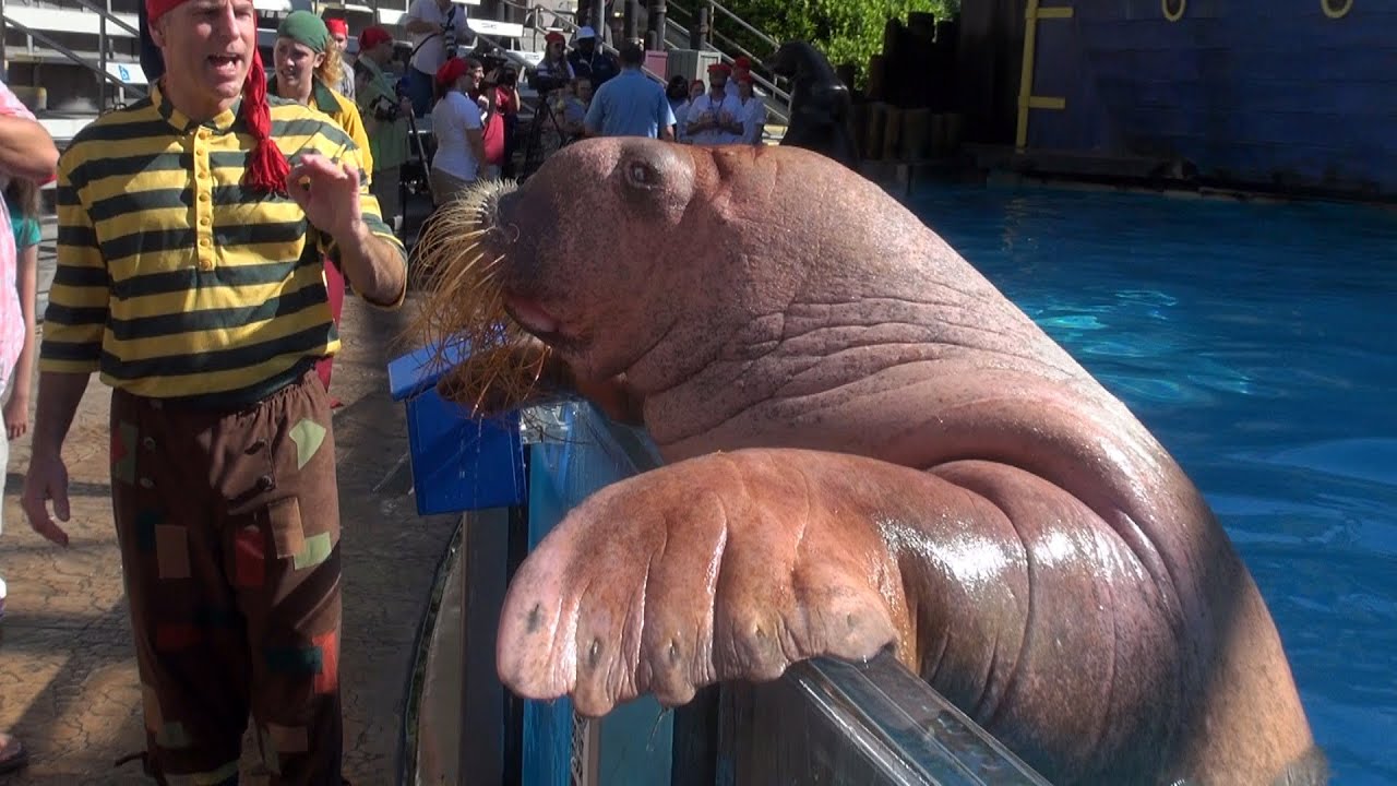 Sea Lion, Walrus & Otter Trainer Meet & Greets - Clyde and Seamore Take Pirate Island