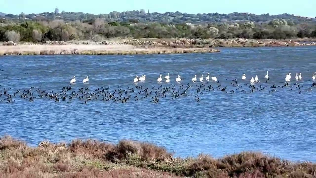 folaghe con fenicotteri