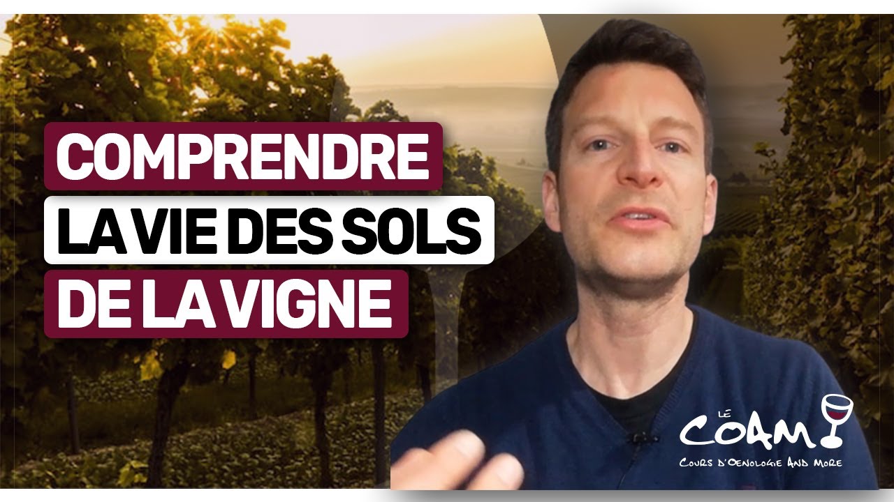 La VIE DES SOLS de la vigne : Tout ce que vous devez savoir