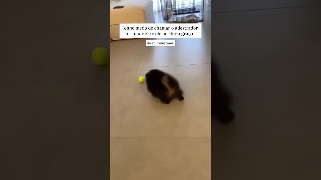 Melhor deixar ele doidinho assim mesmo. 🤪 | Canil Romerania 