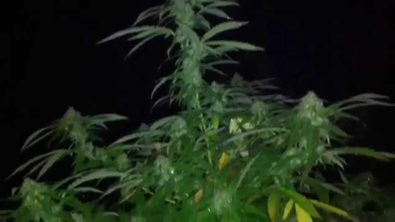 BUBBA KUSH OUTDOOR GROW PT2