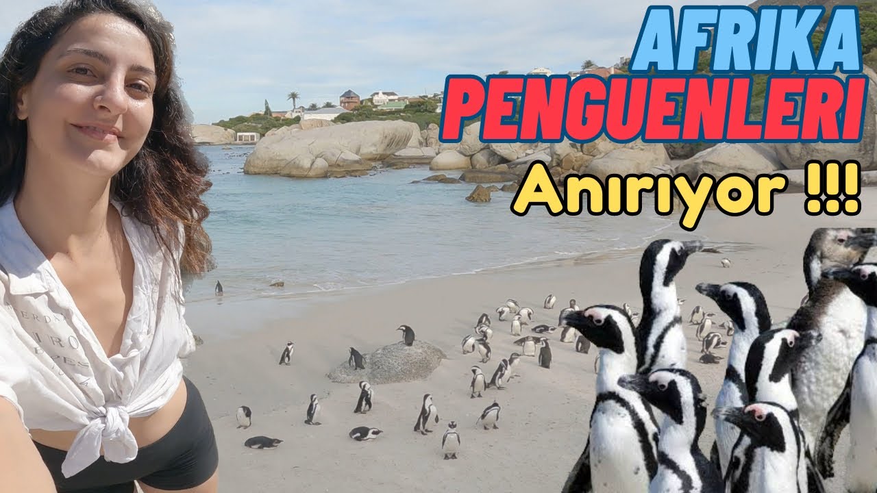 AFRİKA’DA PENGUEN Mİ OLUR!!😍Resmen Anırıyorlar! #capetown ~ 78