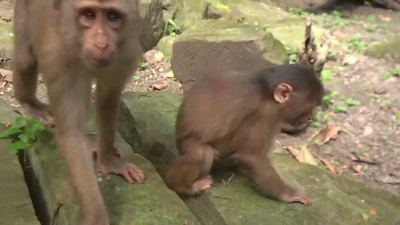 After feeding fruit to the newly abandoned monkey, I'm helping train her to climb up the tree .🐒💞