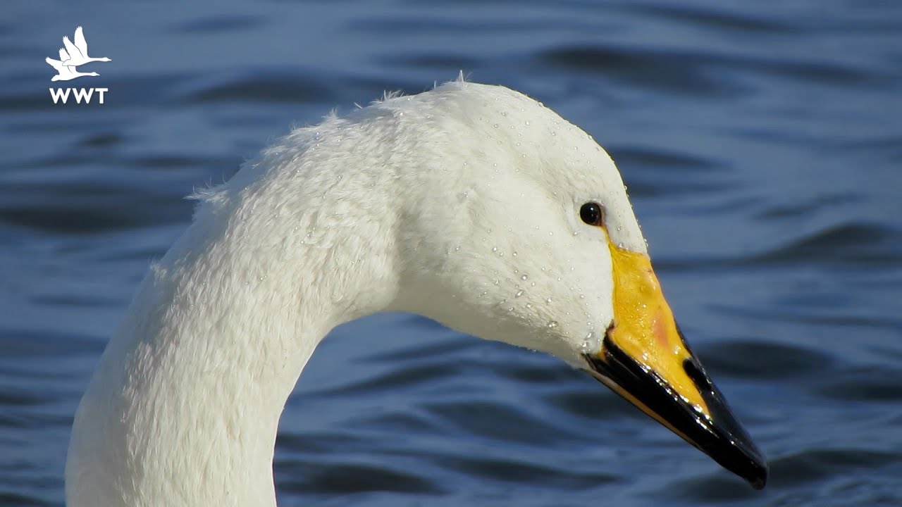 WWT Welney - Swans of the Ouse Washes