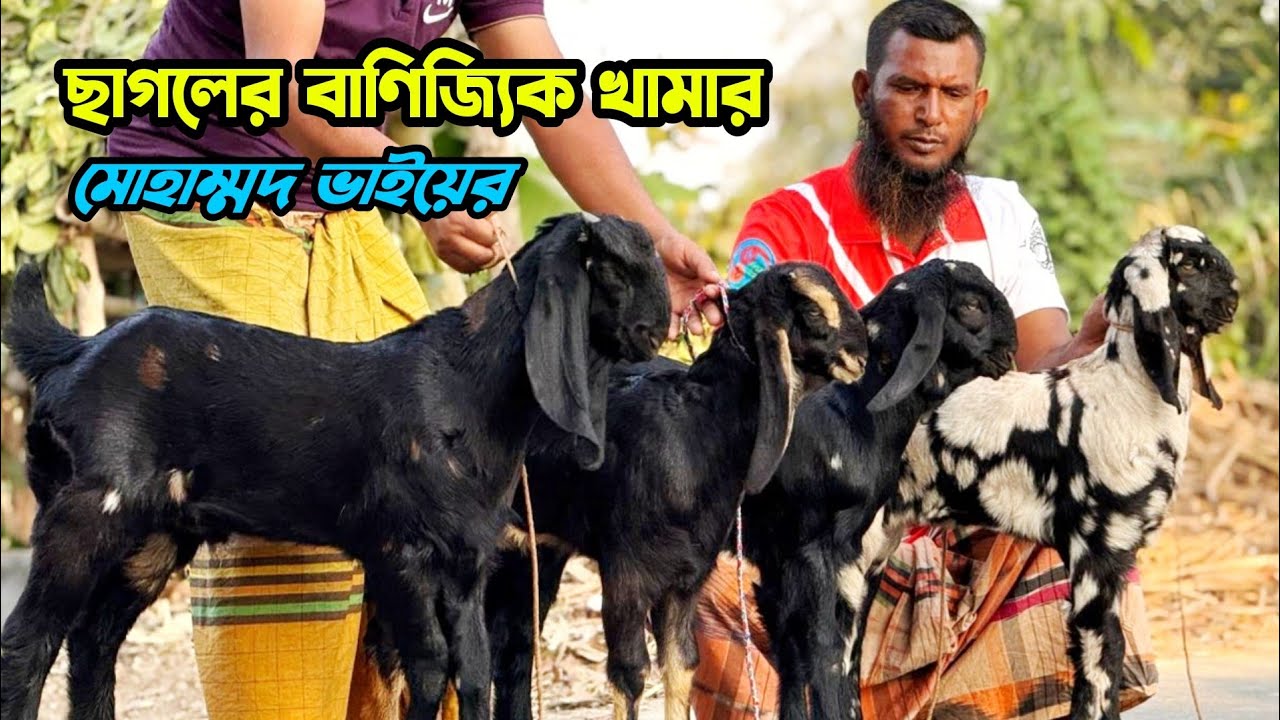 বাণিজ্যিক খামার মোহাম্মাদ ভাইয়ের হাই কোয়ালিটি ছাগল কিনতে যোগাযোগ করুন #goatfarm 