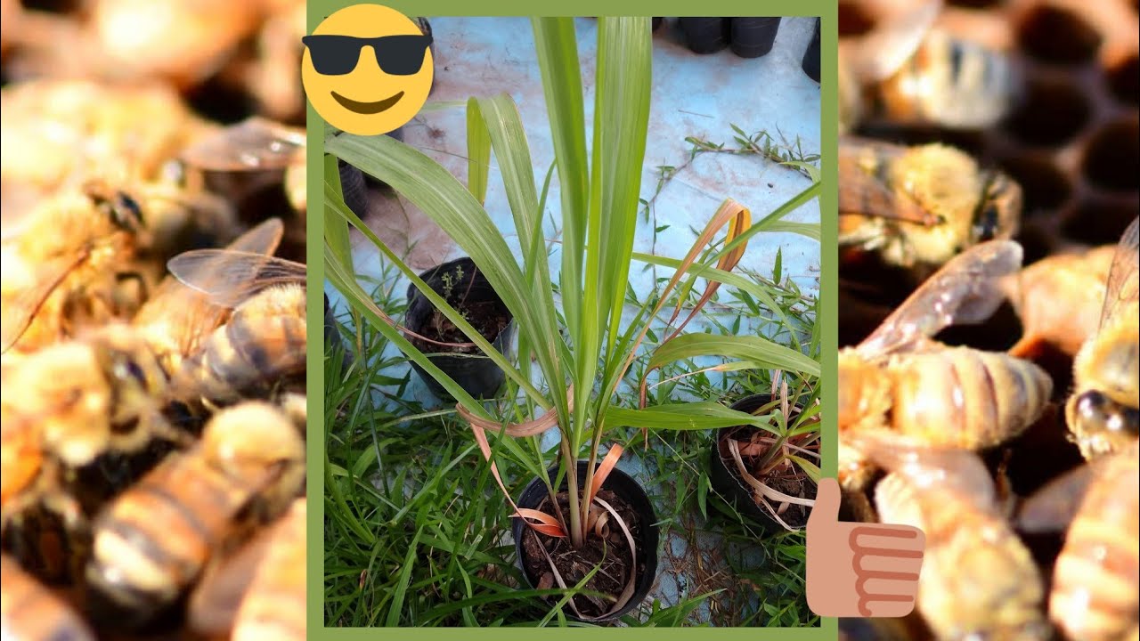 🤔COMO Reproducir NUEVA variedad de CITRONELA 🌱 Aromáticas