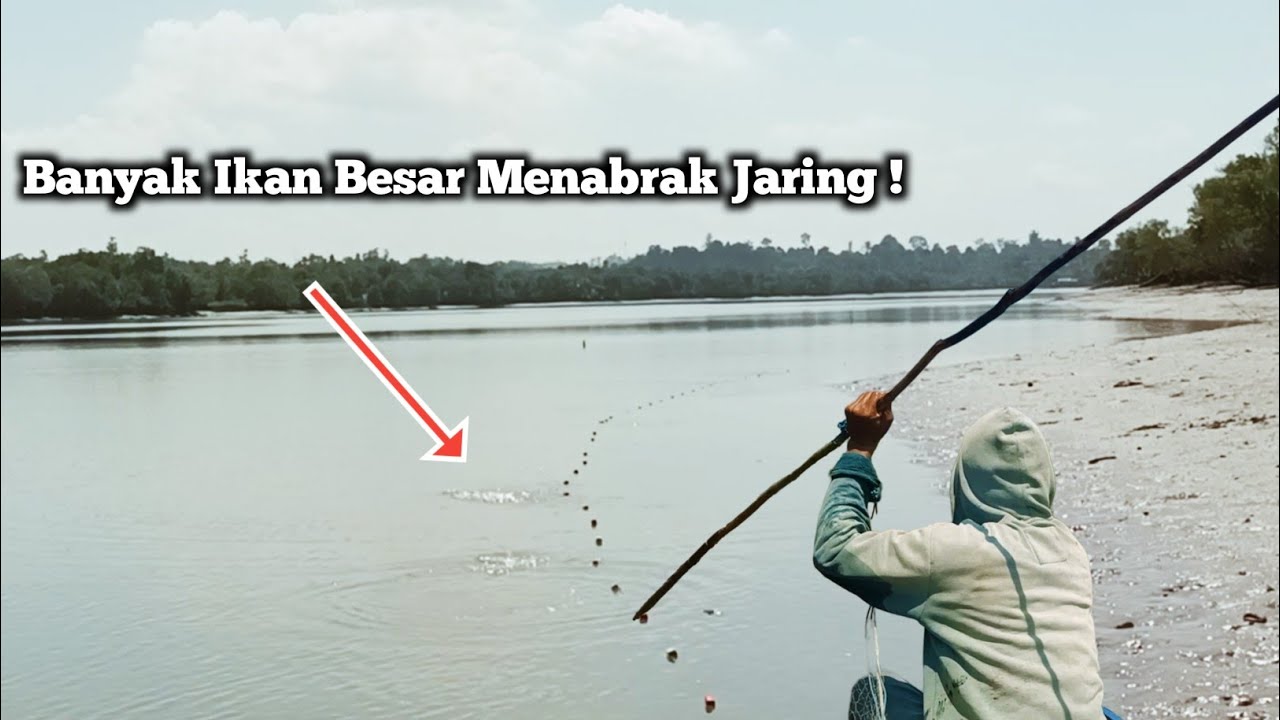 TEMPAT YANG SANGAT TEPAT UNTUK MENJARING IKAN BESAR SAAT AIR SURUT