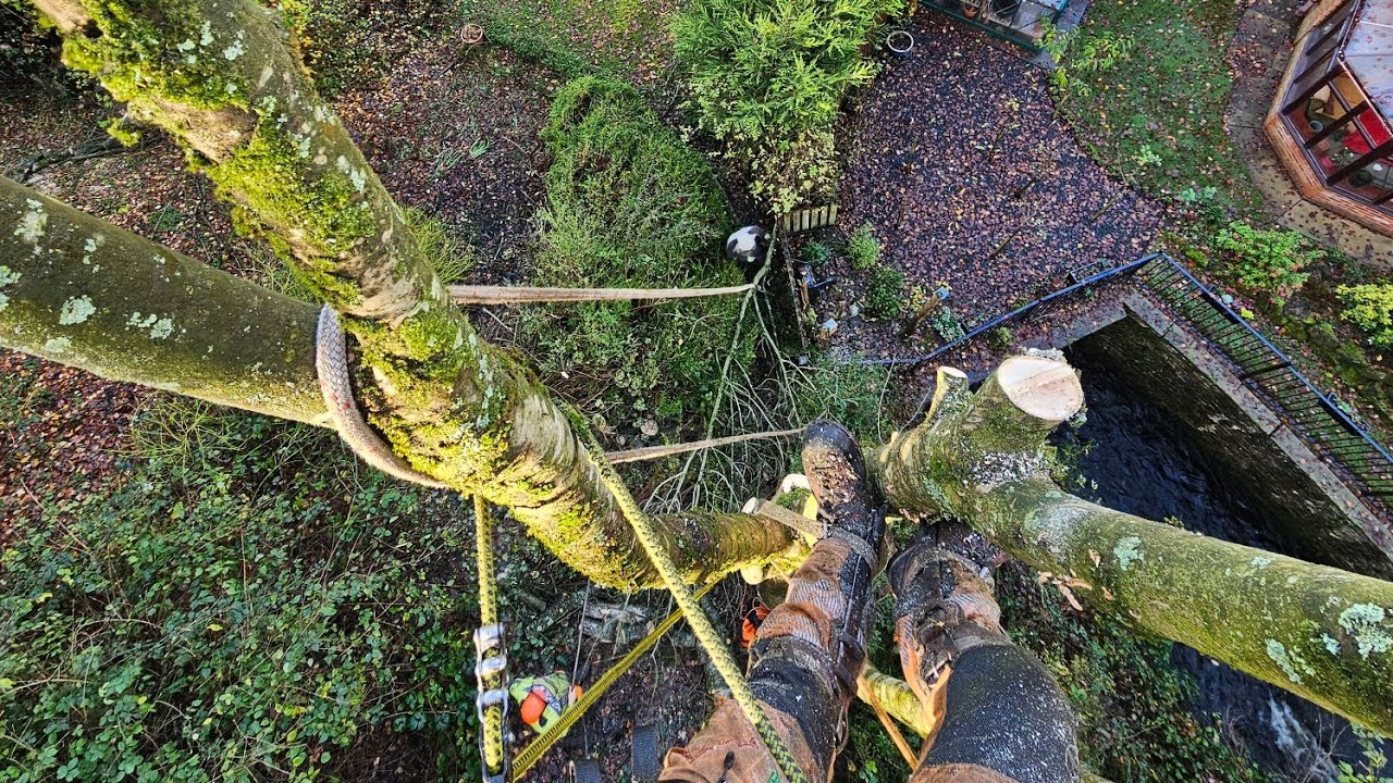 A very cold Sycamore Tree removal  