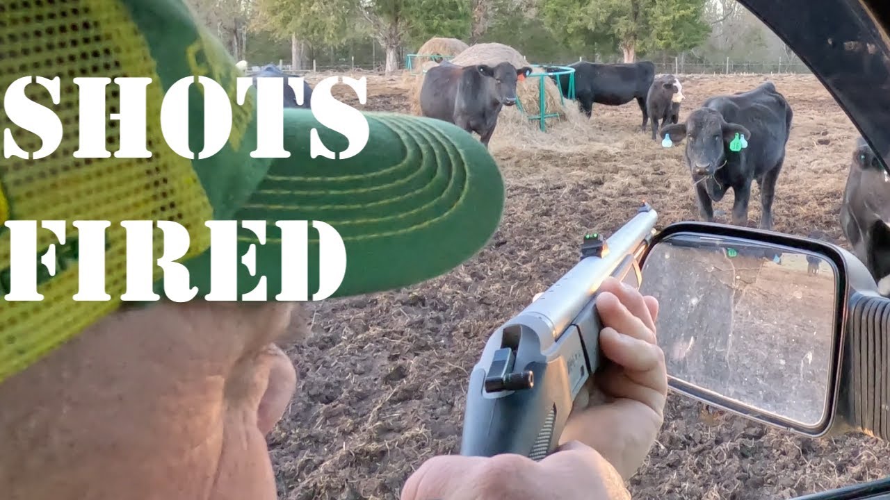 Quik Vid: We Shot A Cow! Dart Gun Medicine Delivery