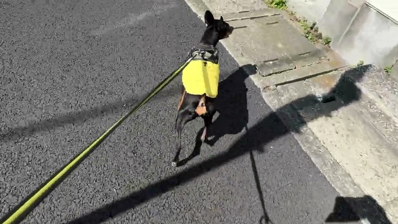 2026.03.08のお散歩277秒
