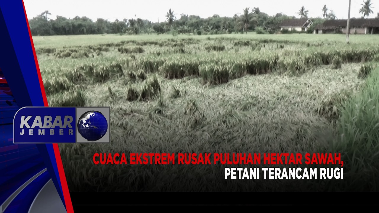 Cuaca Ekstrem Rusak Puluhan Hektar Sawah, Petani Terancam Rugi | Kabar Jember