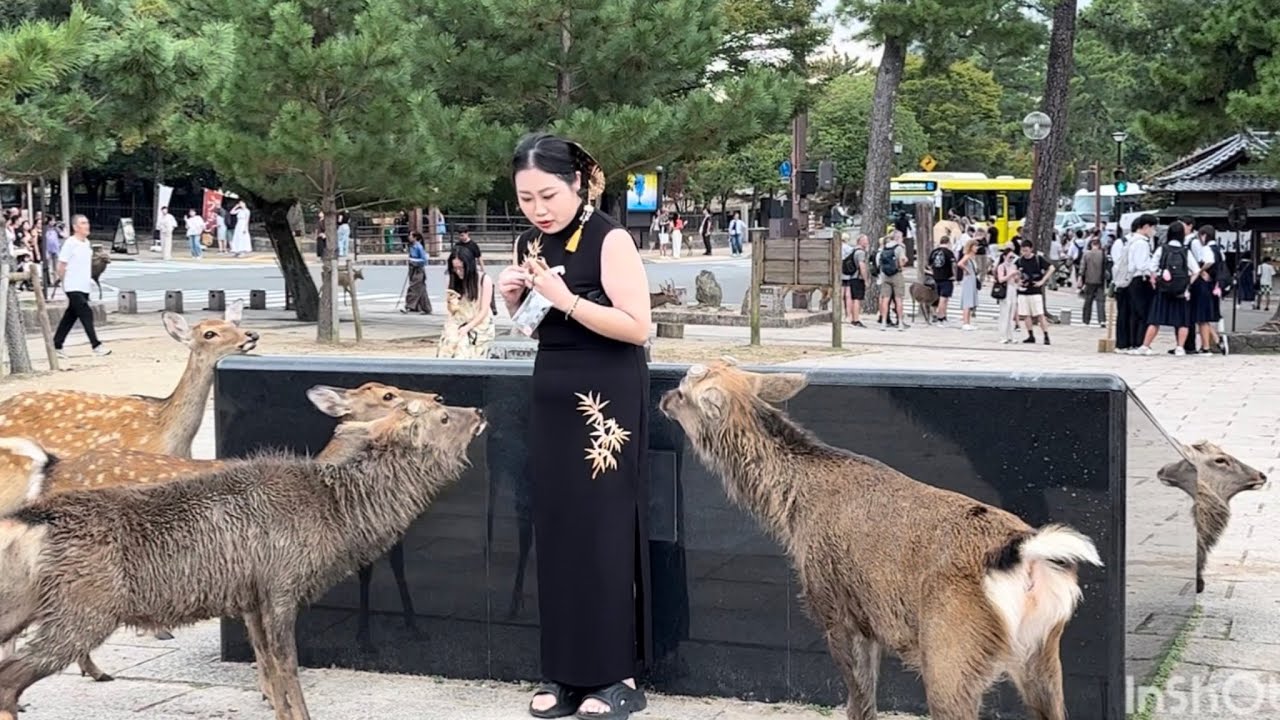 鹿さん美人外国人観光❤️‍🩹客に恋をした伸びる鹿さん笑い❤️#narajapan #narapark 