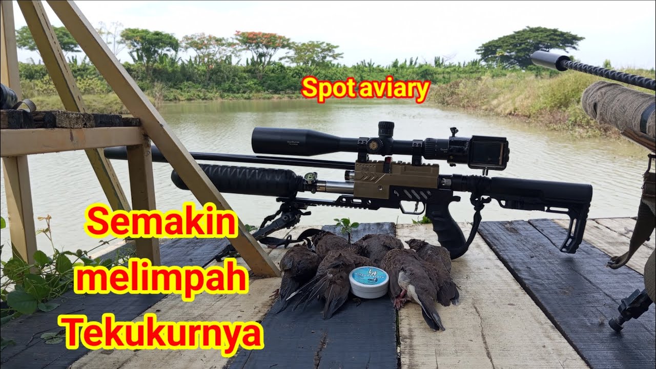 BERBURU TEKUKUR SPOT AVIARY PART 04 SEMAKIN MELIMPAH #berburutekukur @lovehuntings 