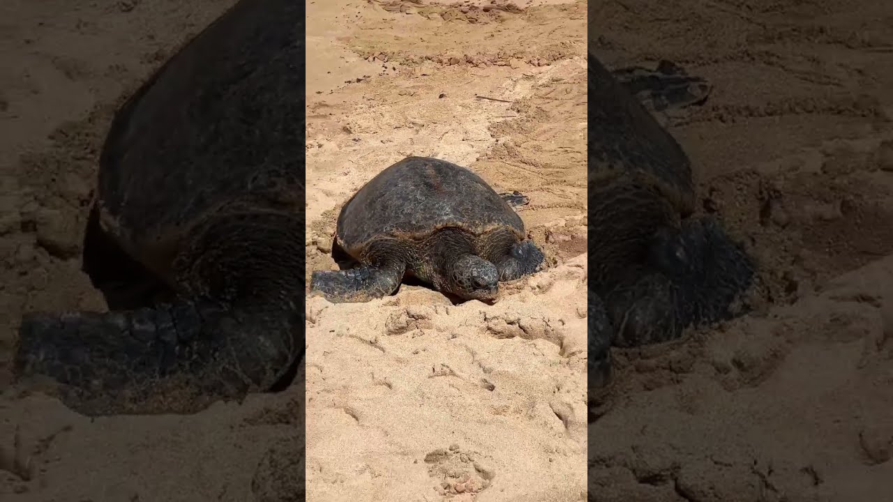Turtle Beach on the North Shore of Oahu 