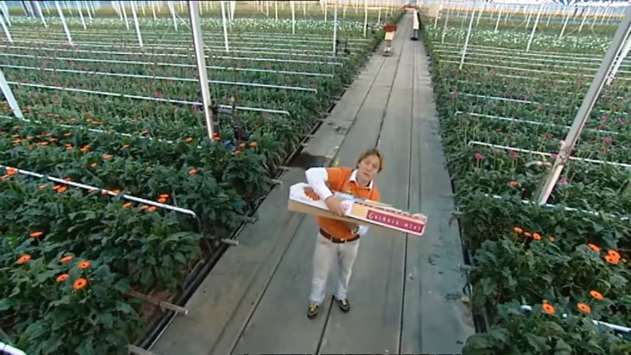 Hoe worden bloemen geteeld en verwerkt voor de veiling? | Doen Ze Dat Zo?