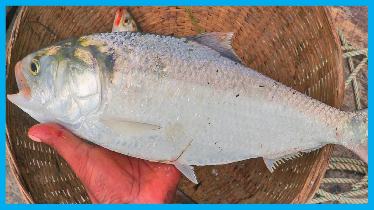 Amazing Fast Hilsa Fishing Skill (PART 31) - Catching Hilsa Fish Big on the Sea