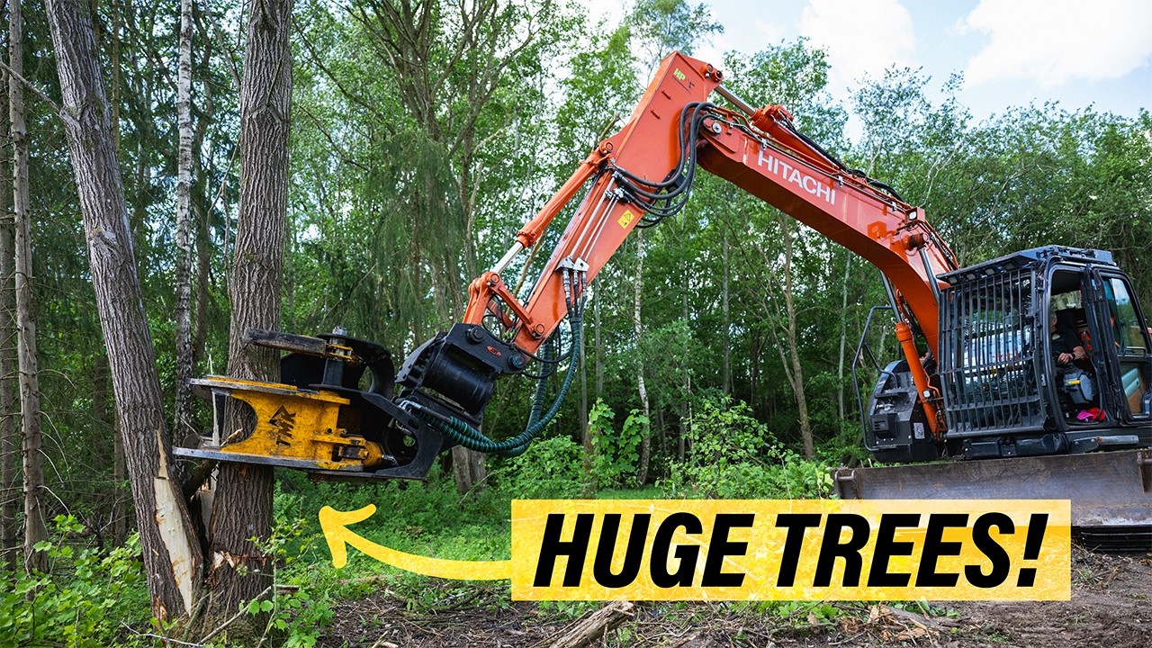 Cutting Huge Trees With TMK 400 in Denmark