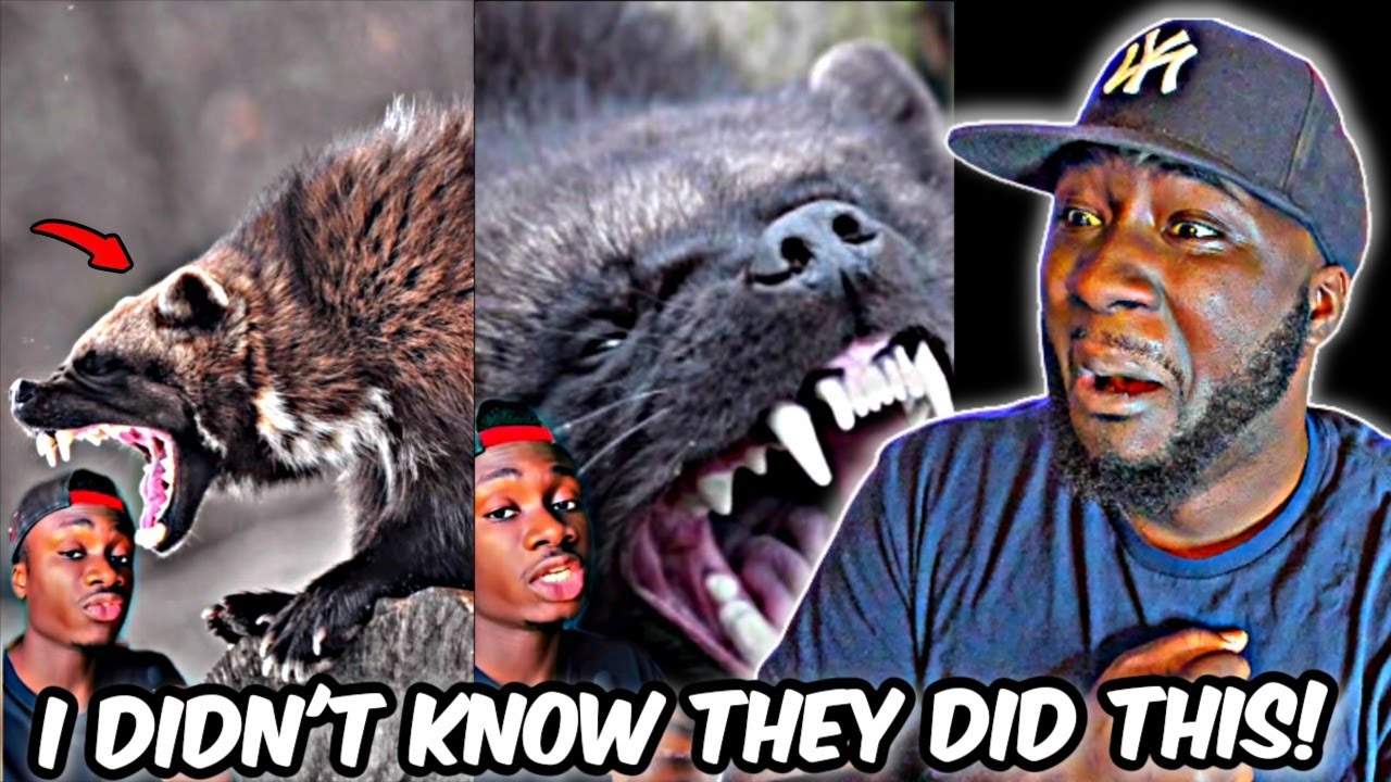 I NEED EVERYONE HELP WITH THIS ONE!.. Why Honey Badgers Don't Fear God or Lions | (REACTION)