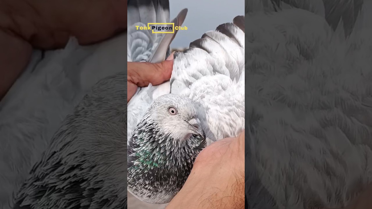 Silver Bhure Bajre #pigeon #kabootar #viral #shorts #silver #youtubeshorts #topqualitypigeons
