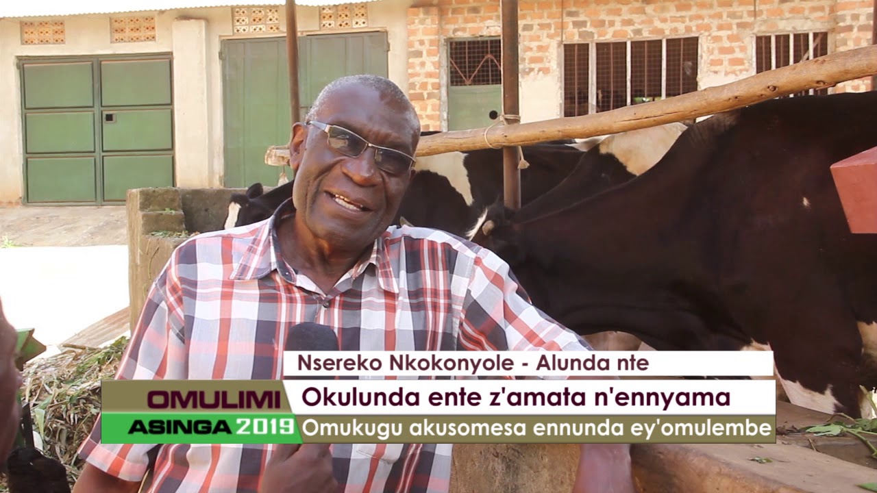 Okulunda Ente z'amata n'ennyama.