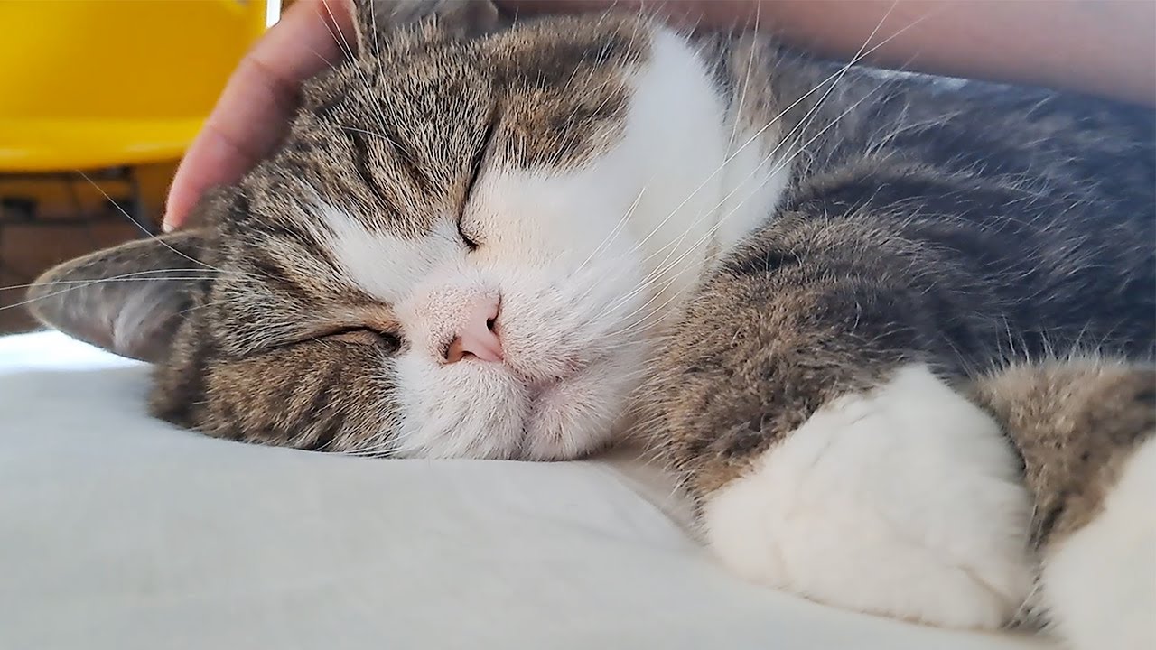 早朝のねこ。-Cats in the early morning.-