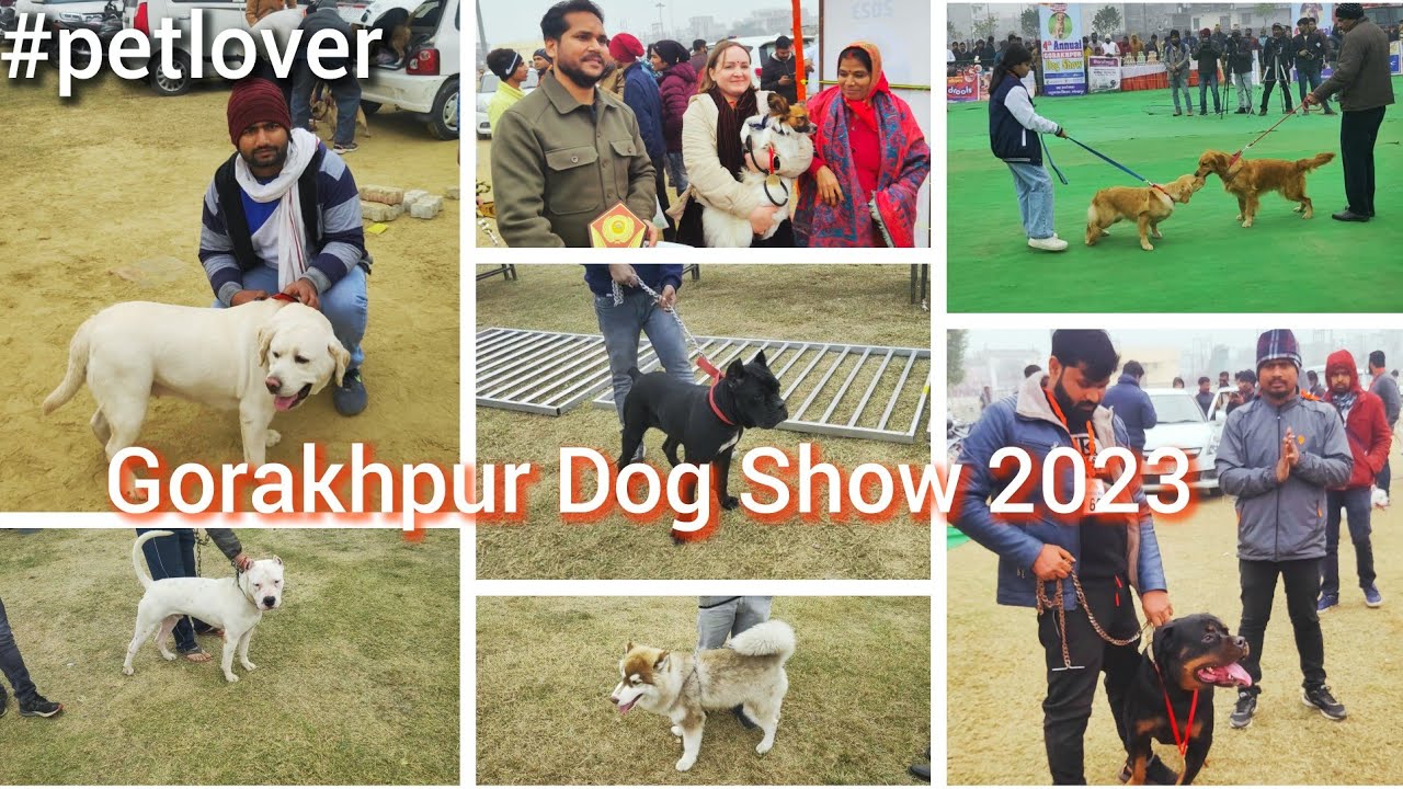 Gorakhpur Dog Show 2023 ❤️ गोरखपुर महोत्सव 😍 #gkp  #dogshow #gkpdogshow #rottweiler #petlover #pets