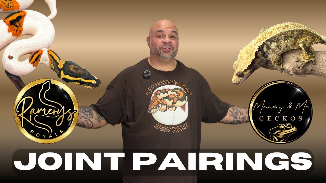 Joint Pairings in Ball Pythons: Smart Strategy or Risky Mistake? 🐍🔥