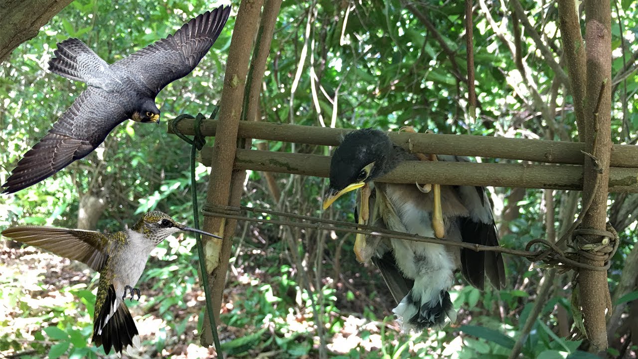 Awesome Quick Bird Trap Using Tree Cover Klanh   Best Bird Trap Man in Cambodia  How to Make it