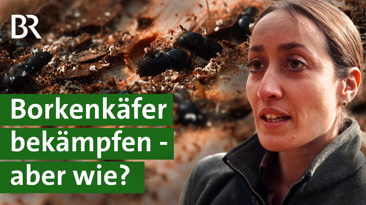 Ist es ein aussichtsloser Kampf? Maßnahmen gegen den Borkenkäfer | Wald in Not | Unser Land | BR