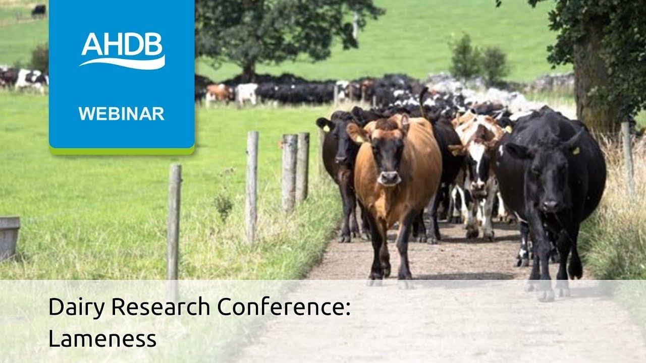 Dairy Research Conference: Lameness