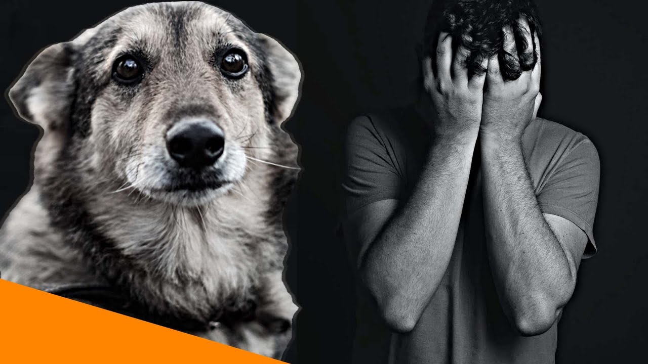Tiermedizin und Depressionen - mentale Gesundheit am Limit