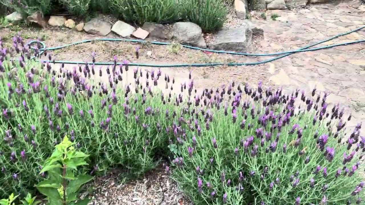 Summer Solstice Garden Tour - 21 December 2025