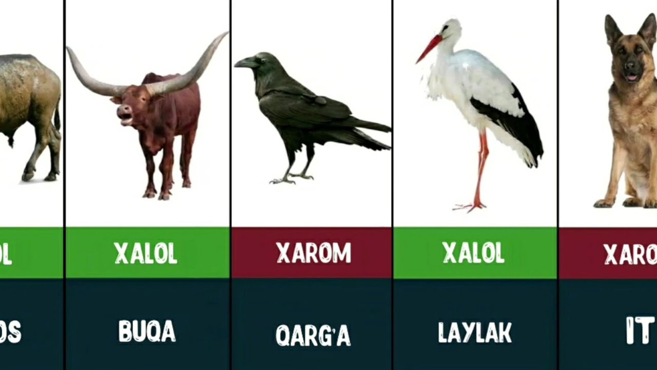 Islomda go'shti xalol va xarom hayvonlar | Gravitatsiya UZ