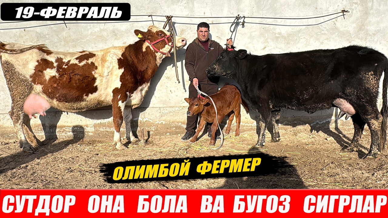 ЧАШМАЛИ ОНА БОЛА ВА БУГОЗ СИГИРЛАР ОЛИМБОЙ ФЕРМЕРДАН 19-02-2026