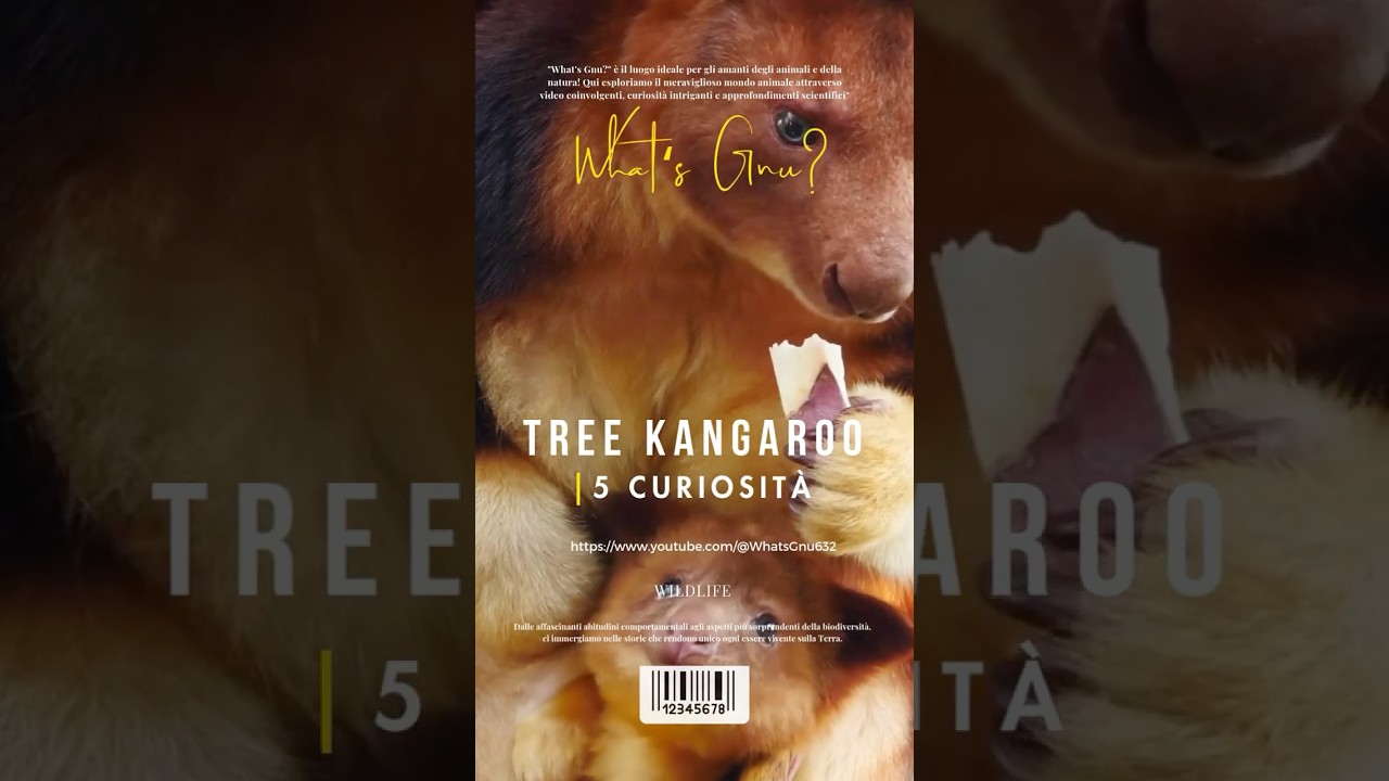 Un ANIMALE RARISSIMO: 5 CURIOSIT&Agrave; da sapere sul TREE KANGAROO.