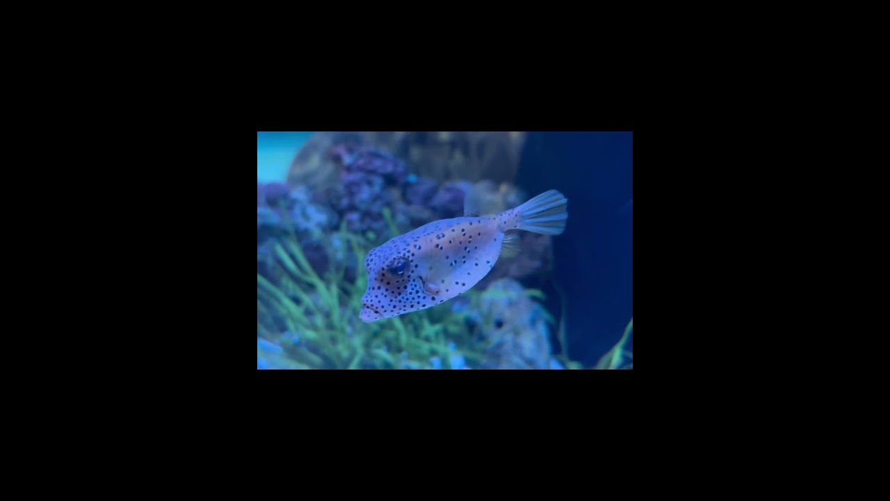 Boxfishes!📦🐟